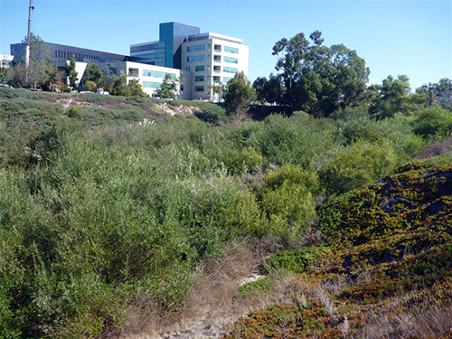 UC San Diego East Campus Housing Wetland Restoration