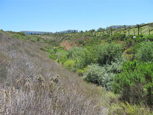 Salk open space