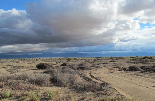 Palmdale KJC-22 desert tortoise survey