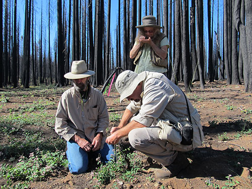 King Fire Restoration and Botanical Surveys