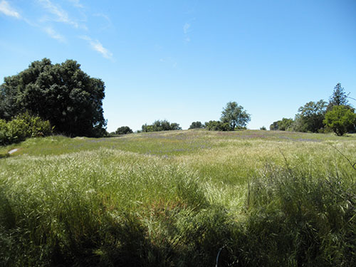 Orchard at Penryn Project site