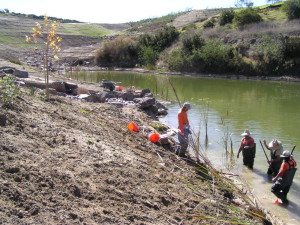 Habitat Restoration