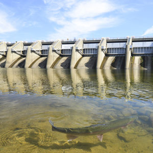 Fish in river at dam