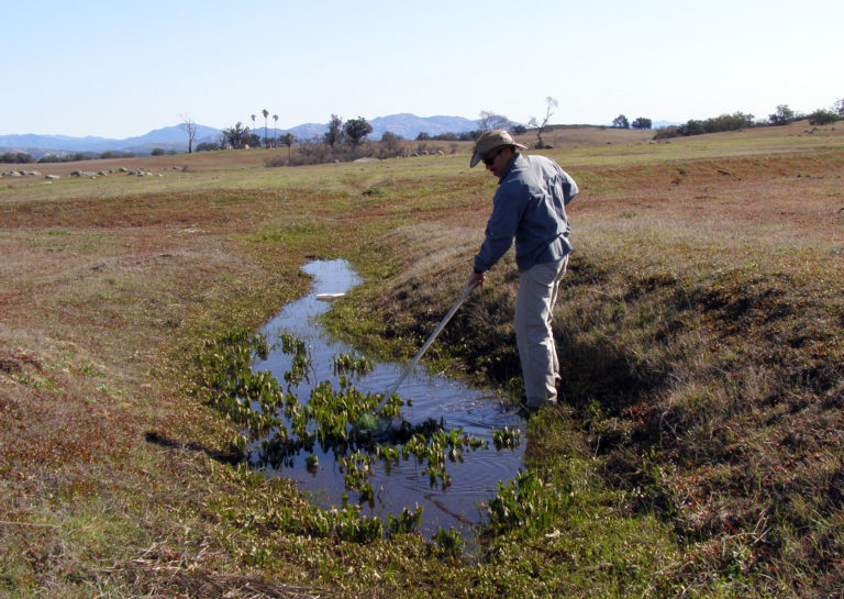 Fairy Shrimp Survey at Vernal Pool