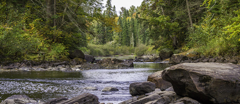 River in Forest