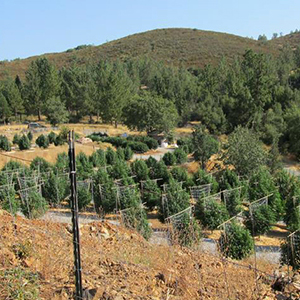 View of agricultural field for cannabis