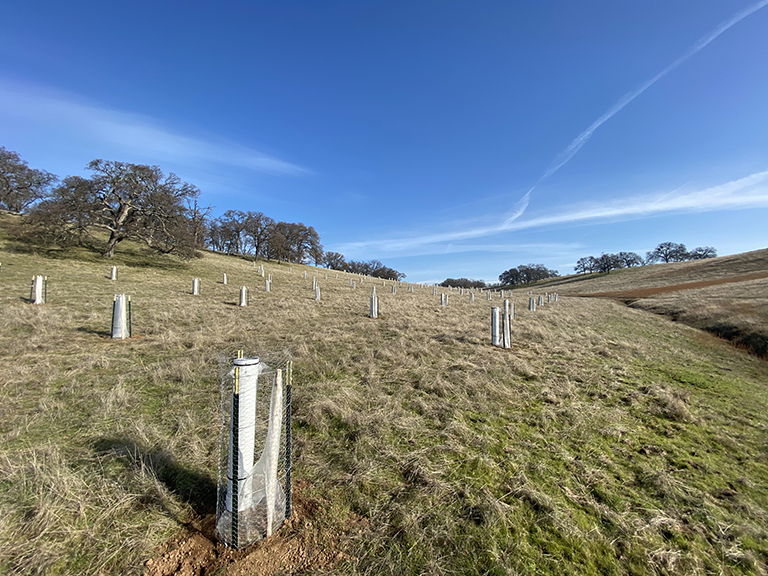 Hidden Ridge Oak Tree Mitigation