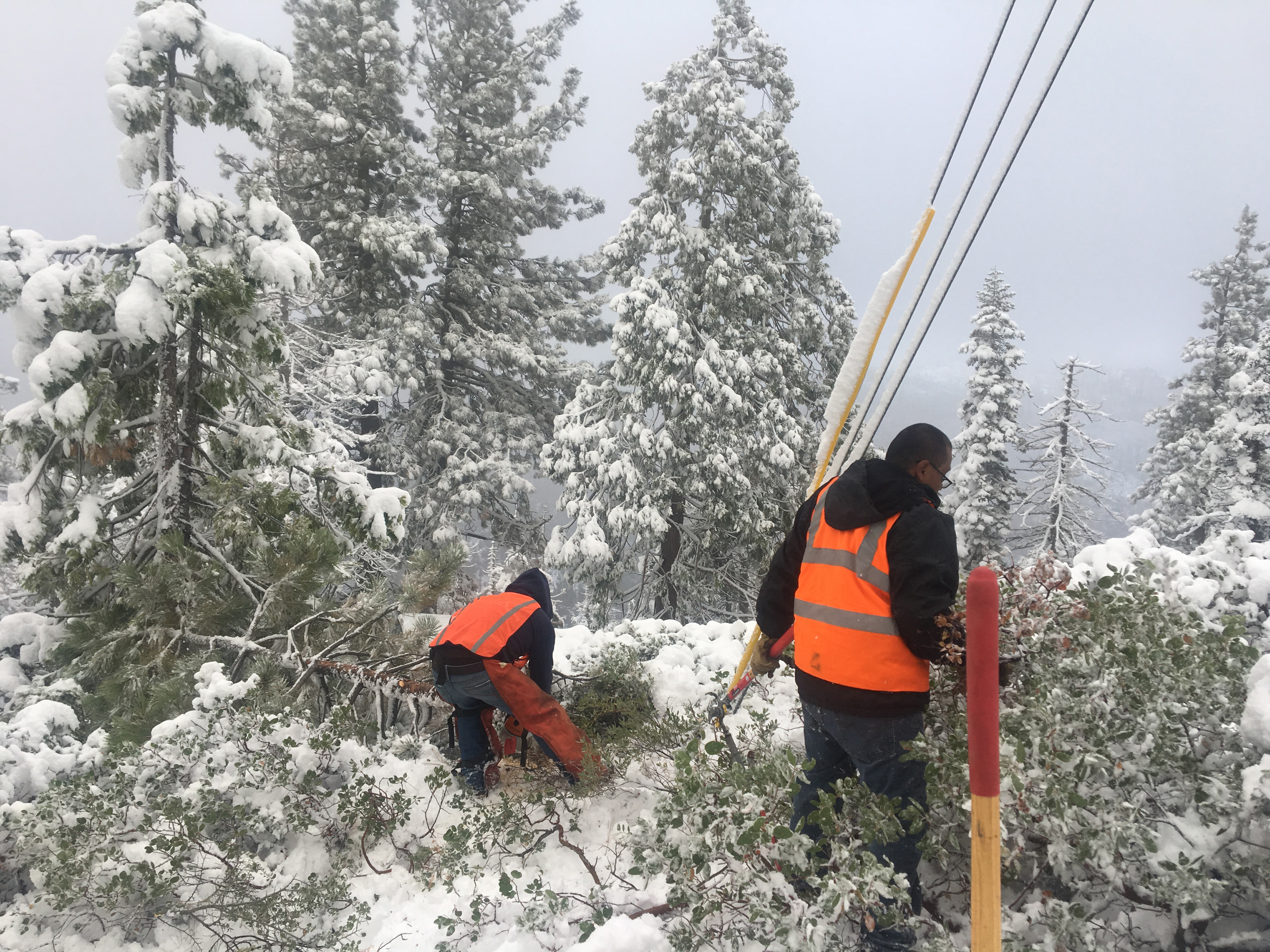 Bowman Transmission Line Vegetation Maintenance