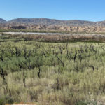 320-Acre Carrizo Marsh Restoration Successfully Completed