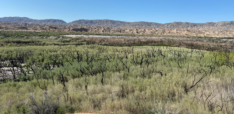 View of Carrizo Marsh restoration site