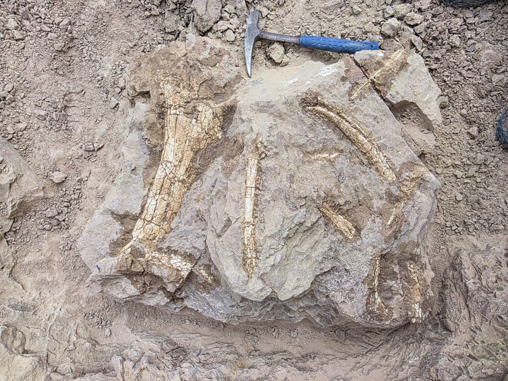 Oceanside Fossil Discovery